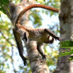 Cercopithecus ascanius schmidti