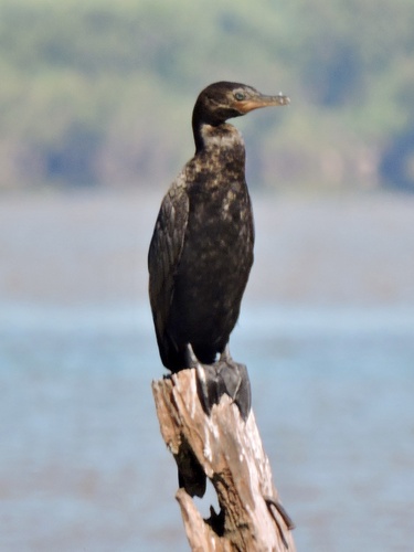 Neotropic Cormorant
