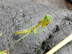 Hierodula mindanensis