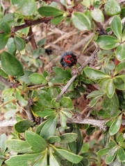 Phorbanta variabilis
