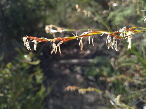 Thick Twist Rush (Caustis pentandra)