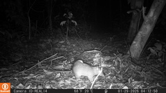 O'connell's Spiny-Rat photo 3