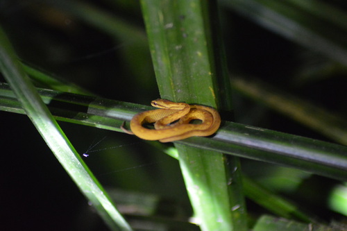 Psammodynastes pictus