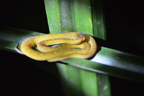 Psammodynastes pictus