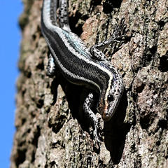 Cryptoblepharus pulcher pulcher