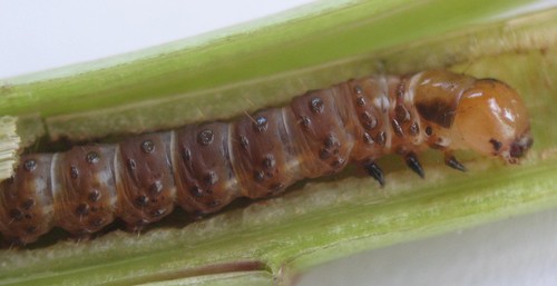 Blazing Star Borer Moth photo 2