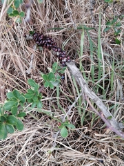 Phorbanta variabilis