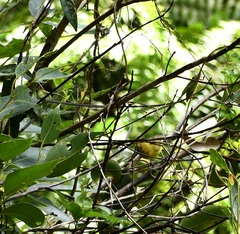 Chlorodrepanis flava