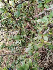 Phorbanta variabilis