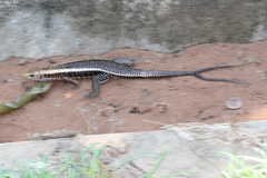 Zonosaurus laticaudatus