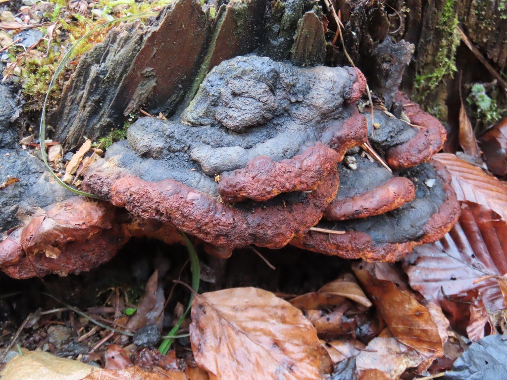 Osmoporus odoratus · February 2026 · photo: © belvedere04 (iNaturalist, cc-by-nc)