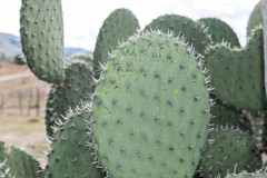 Opuntia chavena