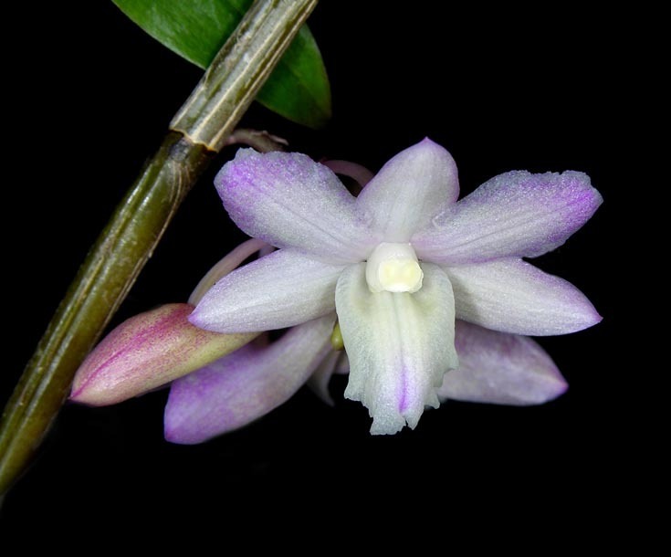 Dendrobium cumulatum Lindl.