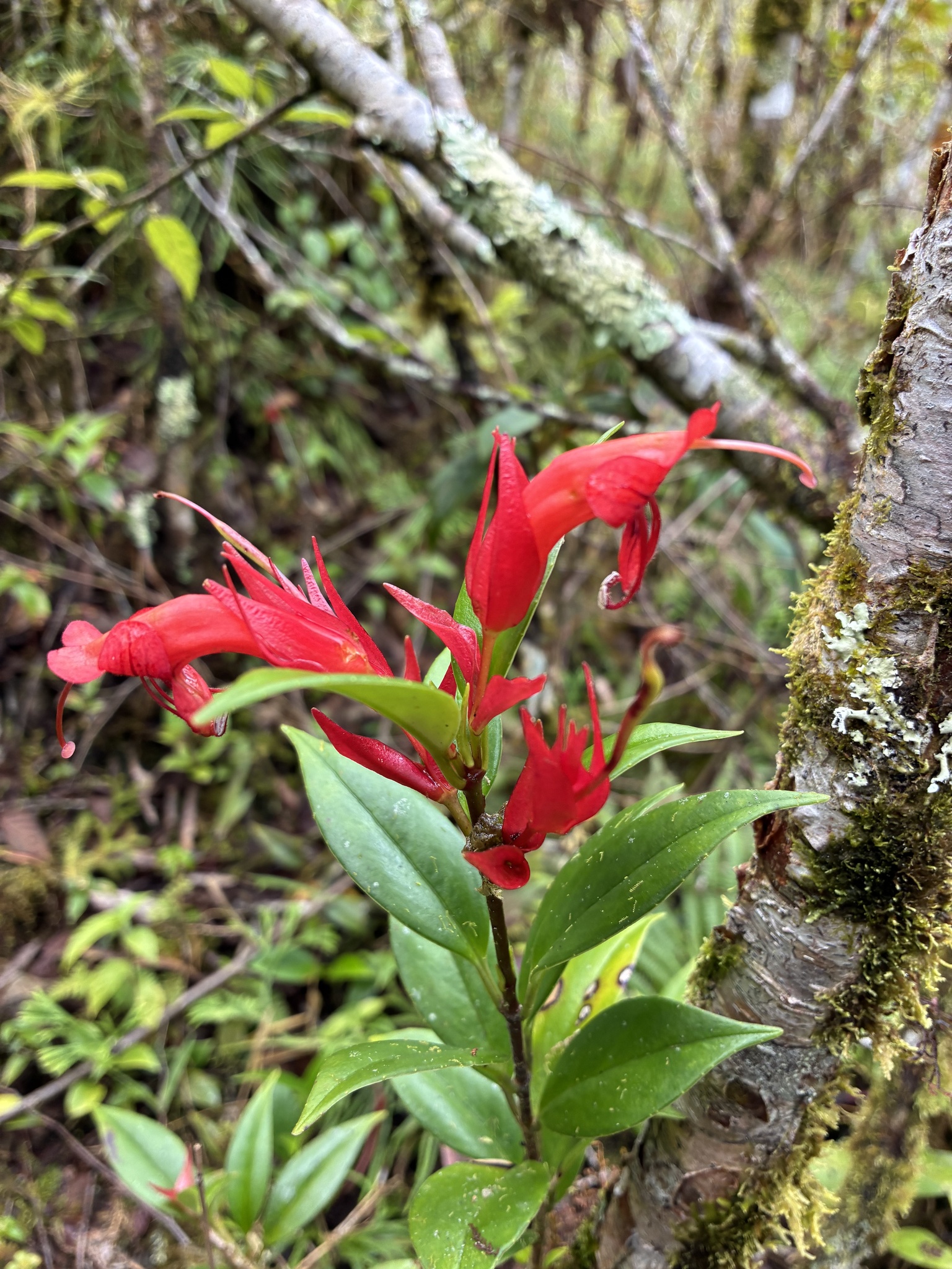 Aeschynanthus acuminatissimus W.T.Wang