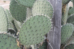 Opuntia chavena