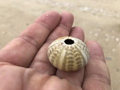 Temnopleurus toreumaticus