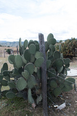 Opuntia chavena