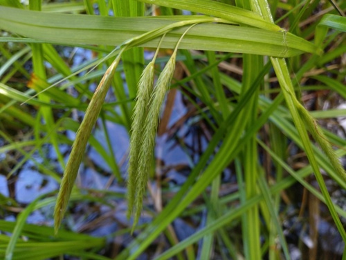 Carex fascicularis, photograph 4