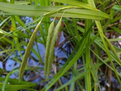 (c) grampianshiker, some rights reserved (CC BY) Carex fascicularis, photograph (c) grampianshiker, some rights reserved (CC BY)
