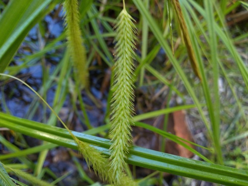 Carex fascicularis, photograph 5