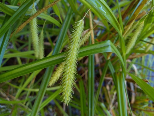 Carex fascicularis, photograph 6