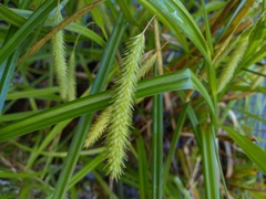 Carex fascicularis, photograph (c) grampianshiker, some rights reserved (CC BY)