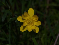 Ranunculus macranthus
