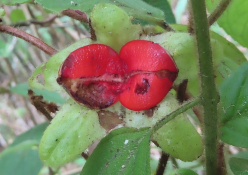 Drymonia alloplectoides, 2026-02-09