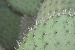 Opuntia chavena
