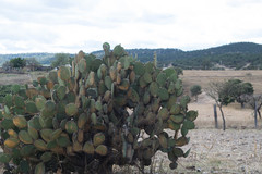 Opuntia chavena