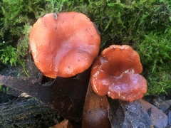 Lactarius eucalypti