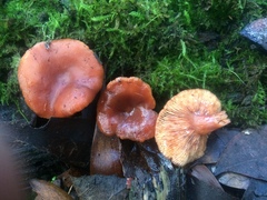 Lactarius eucalypti