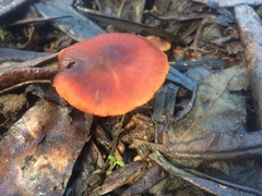 Cortinarius kula