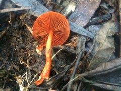 Cortinarius kula