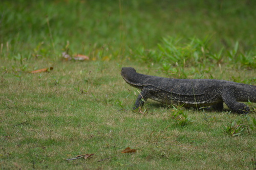 Varanus salvator