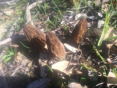 Morchella australiana