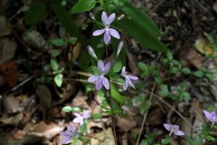 Oplonia