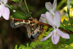 Oplonia
