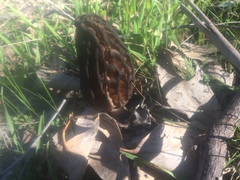 Morchella australiana