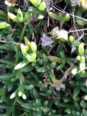 Disphyma australe australe