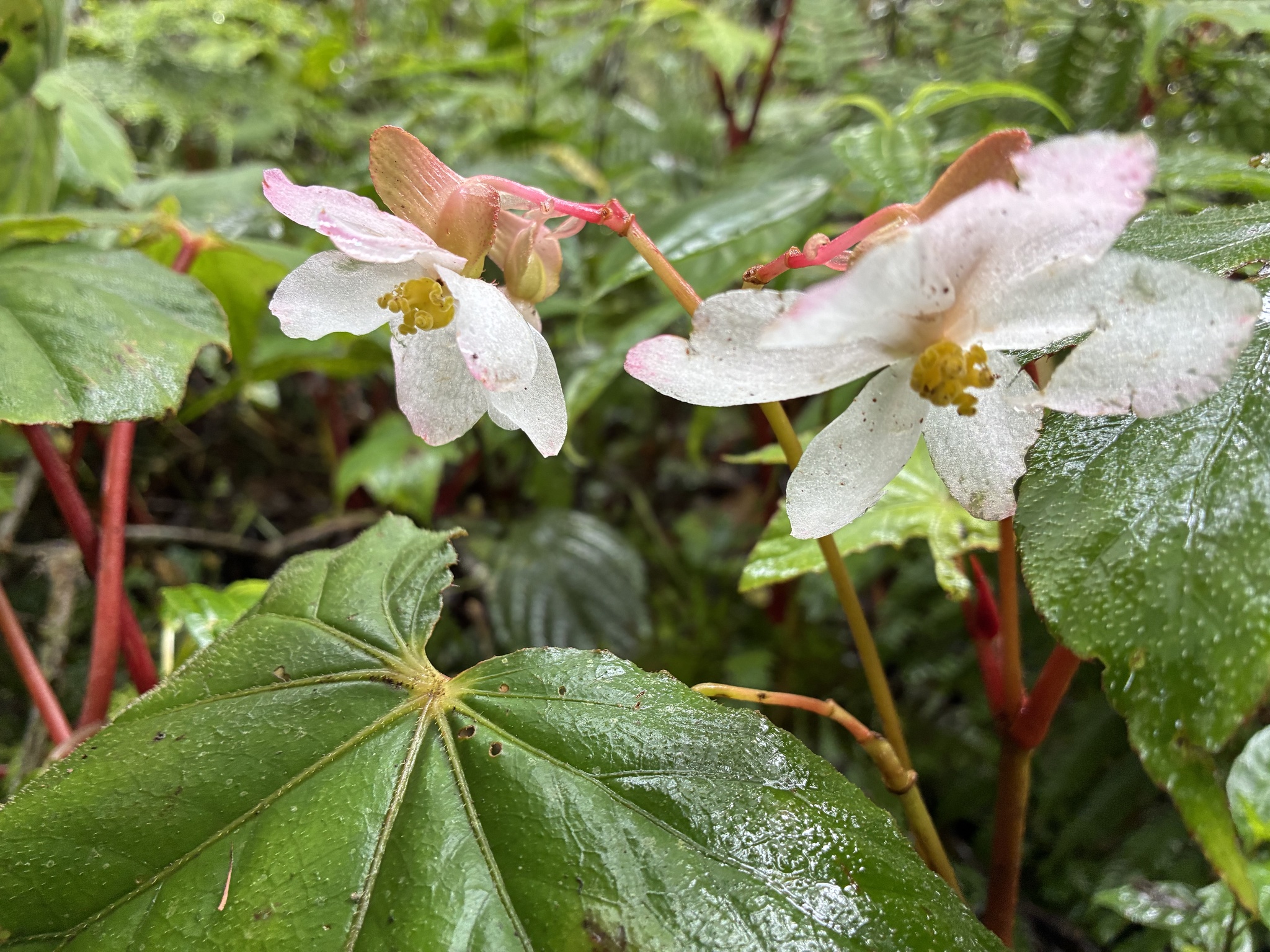 Begonia palmata — ảnh 3
