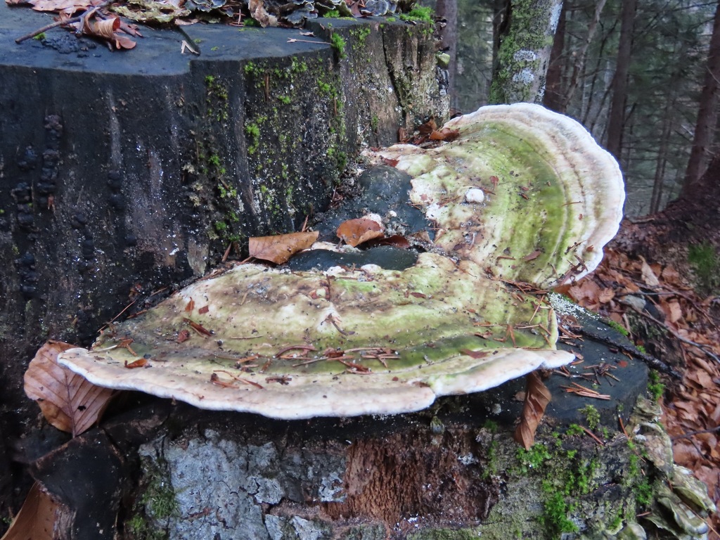 Trametes gibbosa · February 2026 · photo: © belvedere04 (iNaturalist, cc-by-nc)