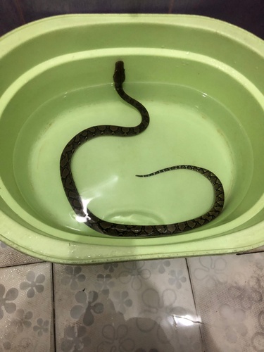 Malayopython reticulatus