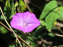 Ipomoea suffulta