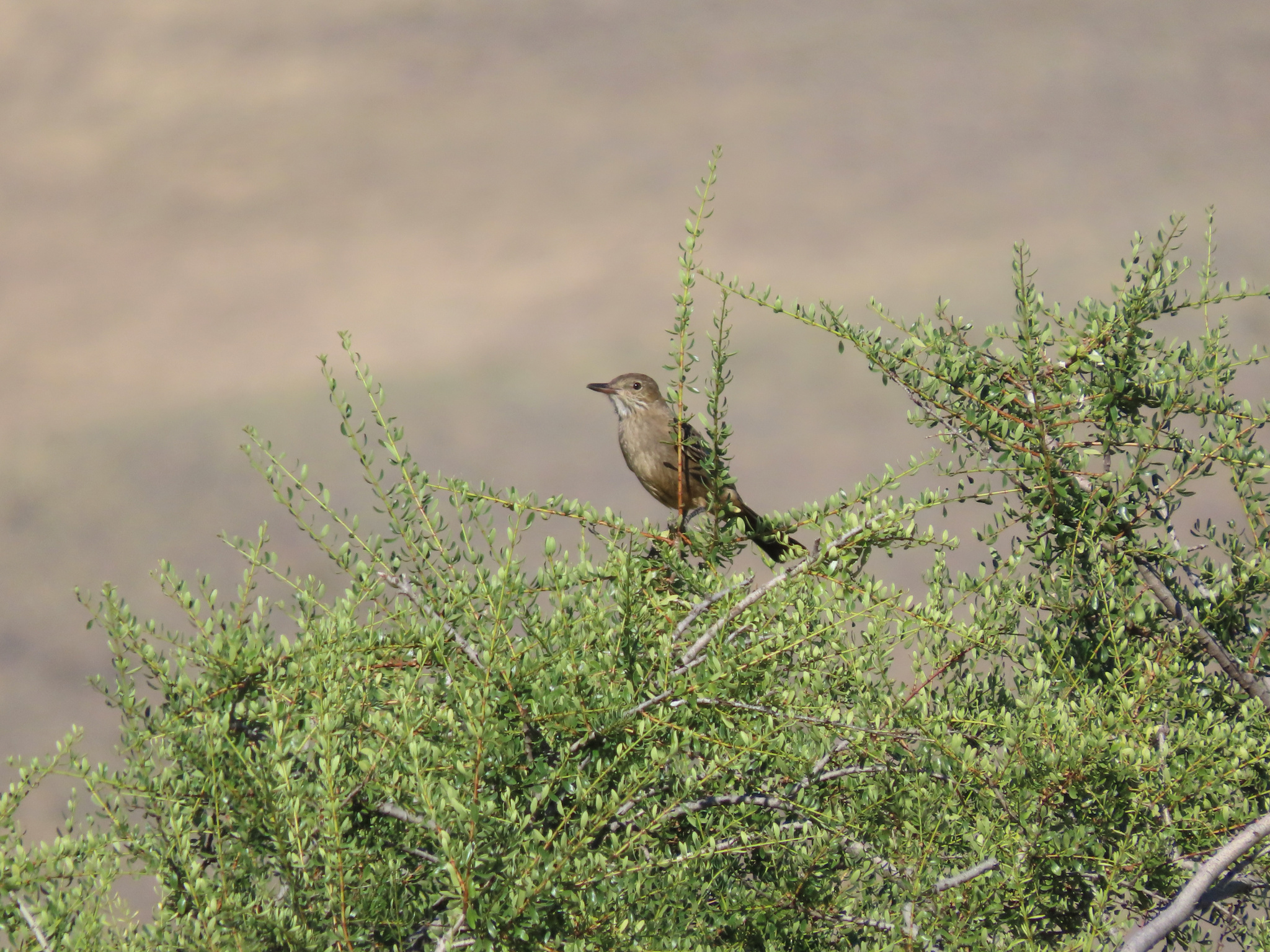 Great Shrike-Tyrant (Agriornis lividus), photo 10
