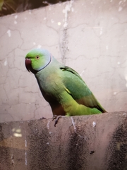 Psittacula krameri