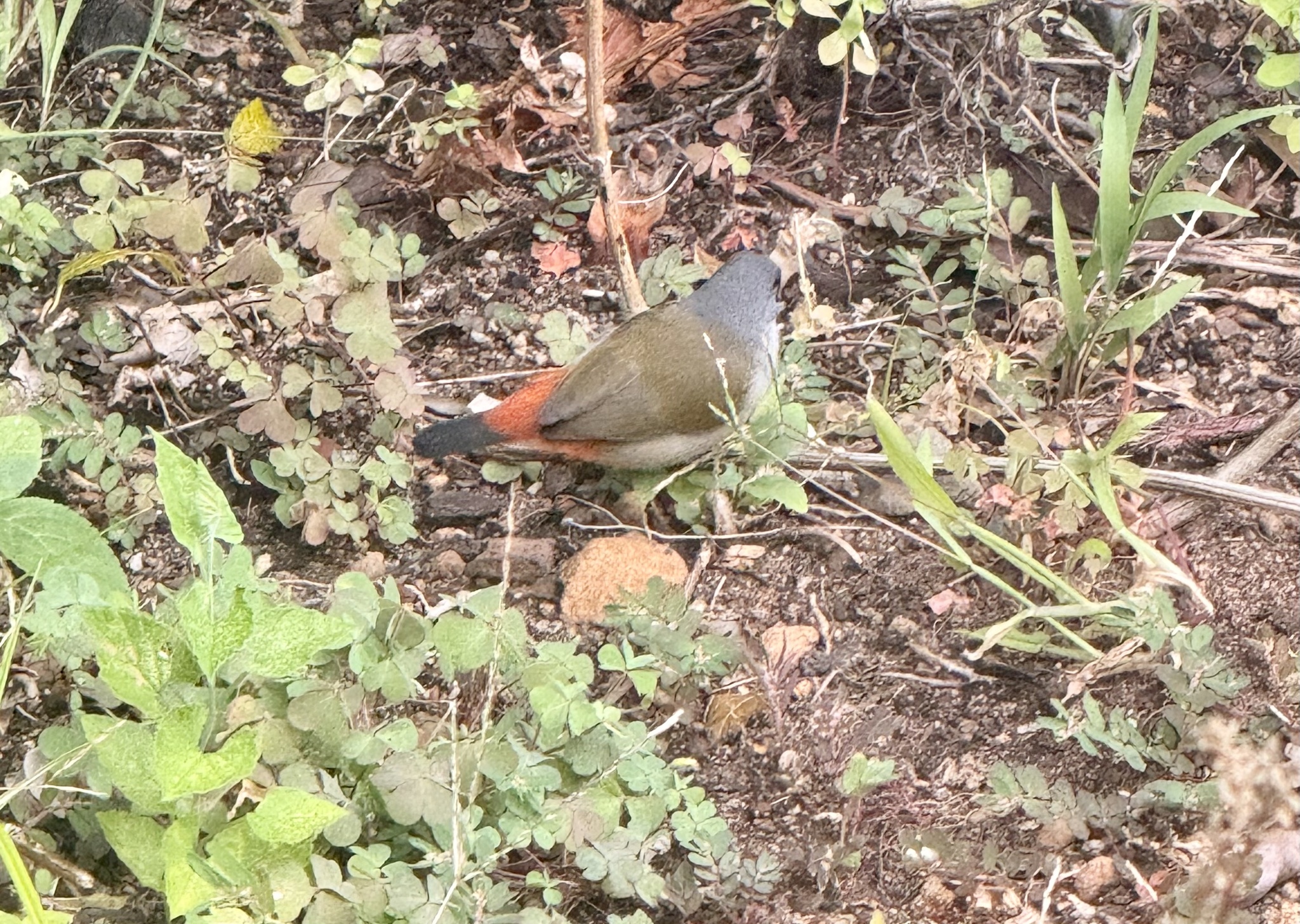 Swee Waxbill (Coccopygia melanotis), photo 4