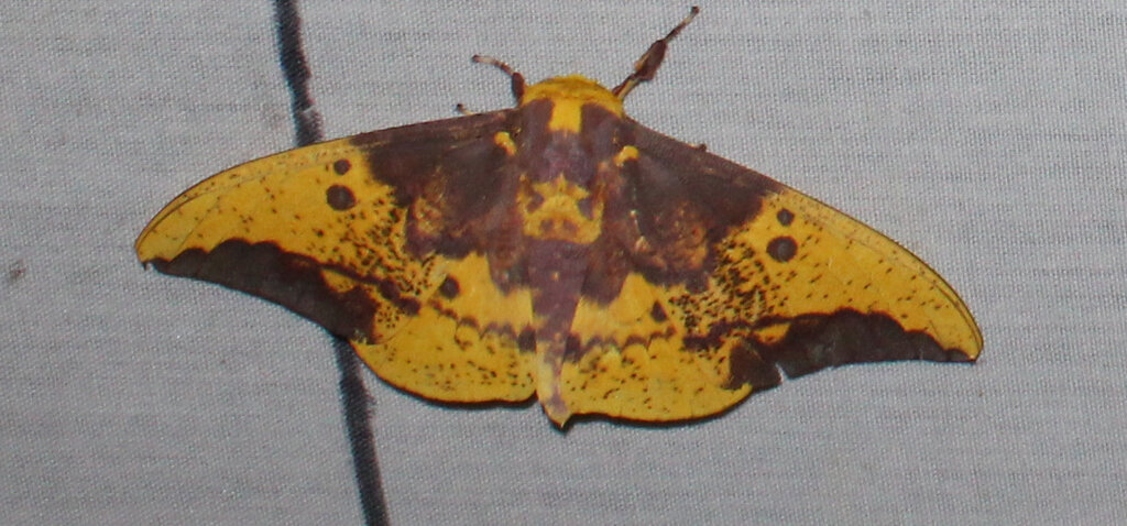 Eacles approximans