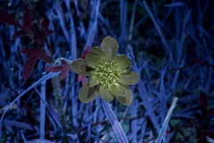 Ranunculus macranthus