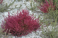 Salicornia rubra